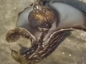 Mysterious creature