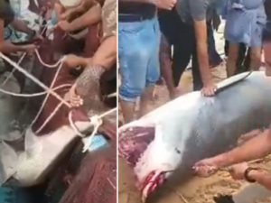 Shark 