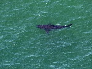 سمكة قرش (أ ف ب)