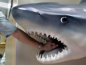 سمكة القرش التي قتلت السائح الروسي من نوع القرش النمر "Tiger Shark" (أ ف ب)