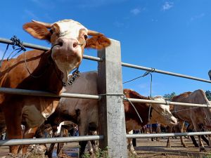 ديك أم عجل.. الأزهر يحسم الجدل حول الأضحية