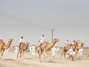 Camel race
