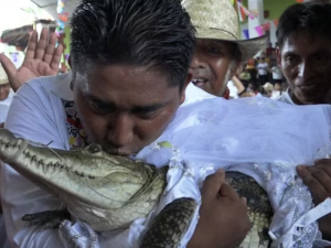Alligator 