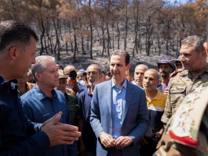 الاسد يتجول في غابات اللاذقية المحترقة