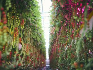 Toyota Cultivates Strawberries and Cherry Tomatoes
