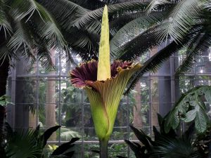 Shutterstock corpse flower