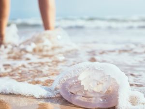طبيب البوابة: 4 أمراض بكتيرية معدية احذروها على الشواطئ 