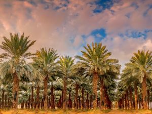 تفسير الحلم برؤية التمر وشجر النخيل في المنام