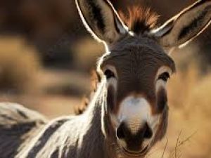تفسير رؤية الحمار في المنام