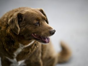 (Photo by PATRICIA DE MELO MOREIRA / AFP) oldest dog