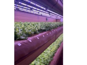 جامعة أبوظبي تفتتح أول مزرعة هوائية في حرمها الجامعي لدعم رؤية أبوظبي للتنمية المستدامة والتنويع الاقتصادي