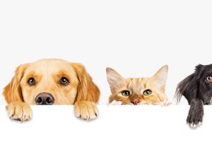 pets