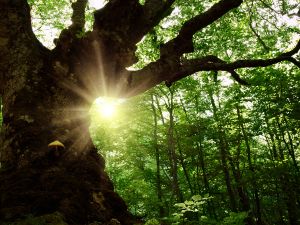 Shutterstock historic