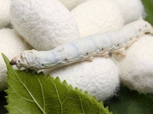 تفسير رؤية الدود الابيض في المنام