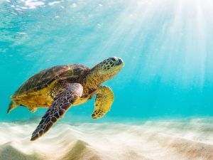 Shutterstock sea turtles