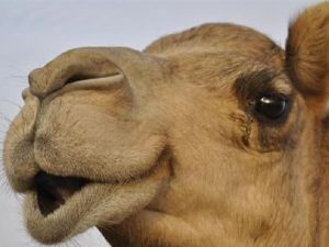 تفسير رؤية الجمل في المنام للمتزوجة