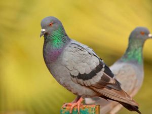 تفسير رؤية الحمام في المنام