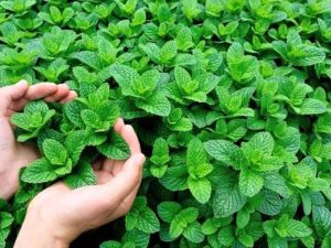 تفسير رؤية النعناع في المنام