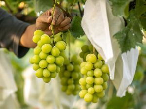 Shutterstock Shine Muscat grapes growing on Yuki Nakamura's farm in Tomi city, Nagano Prefecture. (Photo by Philip FONG / AFP)