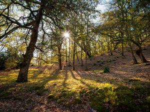 Shutterstock forests of Tunisia