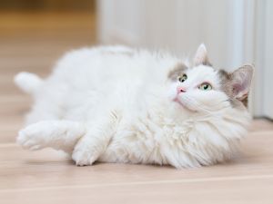 Shutterstock Schizophrenia