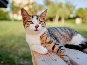 Shutterstock radioactive