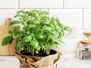 basil leaves