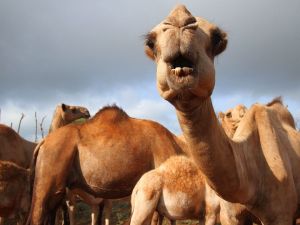 تفسير رؤية الخوف من الجمل في المنام