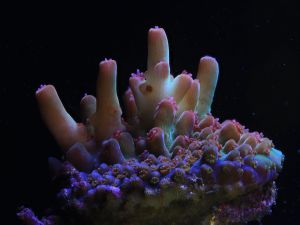كانون تتعاون مع مختبر Coral Spawning Lab لدعم جهود استعادة الشعاب المرجانية العالمية