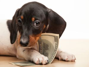 Shutterstock shredded