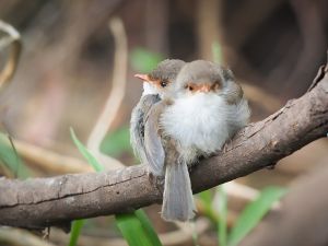 Shutterstock fairywrens