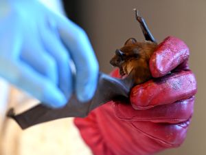 Poland's Szczecin may be no Gotham City, but this is where 69-year-old pensioner Barbara Gorecka, nicknamed Polish "Bat-mum", keeps her watchful eye on ailing bats, the only flying mammals that struggle increasingly with the effect of climate change. (Photo by Sergei GAPON / AFP) climate change