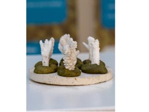 EPAA adopts innovative technologies in coral Cultivation