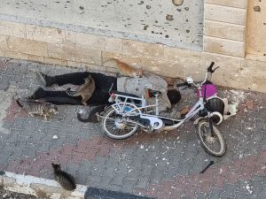 شهيد فلسطيني والقطط من حوله في غزة