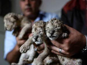 حديقة الحيوان في حي الزيتون بمدينة غزة