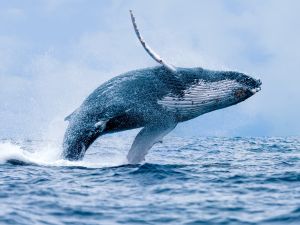 Shutterstock whale population