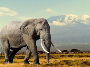 Shutterstock elephants