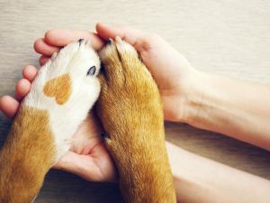 Shutterstock animals