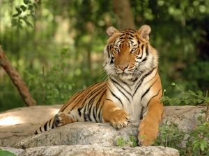 Shutterstock Indian tigers