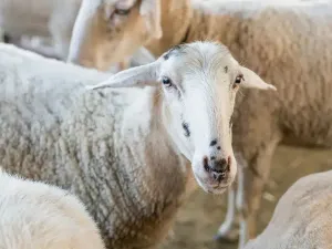 دعاء ذبح الخروف لدفع البلاء وحكم الذبح
