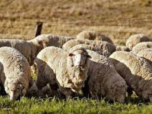 مواشي أسترالية