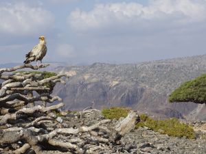 American troops in Socotra