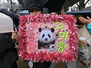A panda fan holds a sign reading "Thank you, Princess Fu" as she waits for giant panda Fu Bao during a farewell ceremony at Everland amusement park in Yongin. (Photo by Jung Yeon-je / AFP) panda