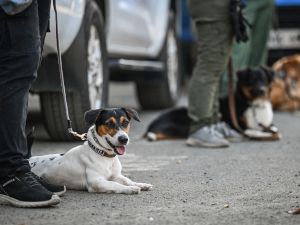 Dogs taking part in a search and rescue program in Taguig, metro Manila (Photo by JAM STA ROSA / AFP) dogs