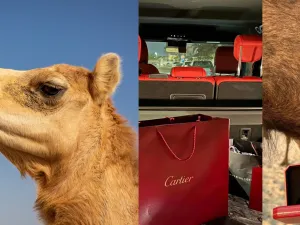 Camel