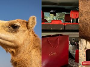 From(X.com) Camel