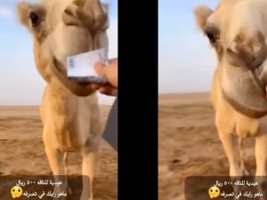 From(X.com) Camel