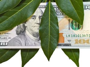 كيفية جذب المال باستخدام أوراق الغار؟