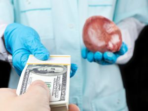 Shutterstock  Organs
