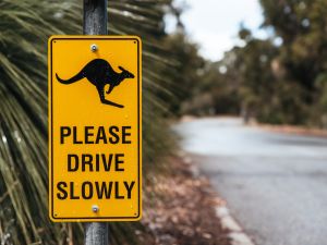 Shutterstock roadkill